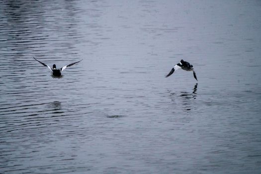 Goldeneye Ducks Saskatchewan Northern Boreal Fprest Pond