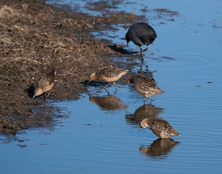 Godwit Saskatchewan Canada shorebird migration feeding pond