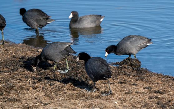 Waterhen Coot Saskatchewan in pond feeding Canada