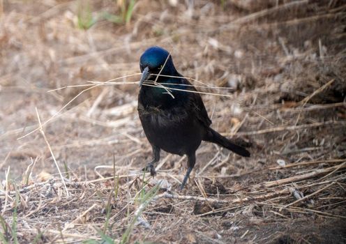 Balckbird Grackle on Ground close up foraging