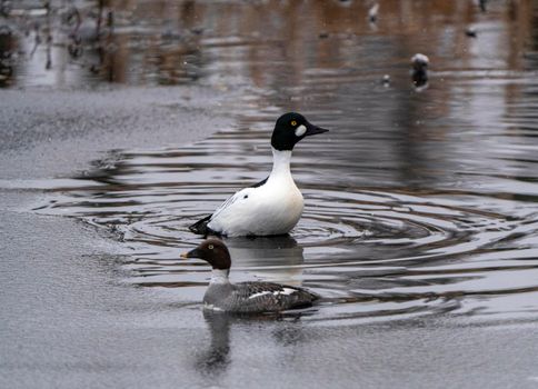 Goldeneye Ducks Saskatchewan Northern Boreal Fprest Pond