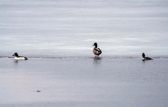 Hooded Merganser Ducks in Northern Saskatchewan Canada