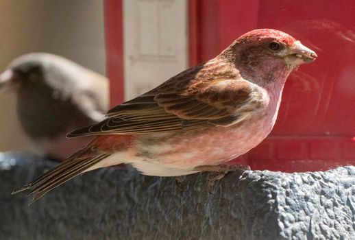 Pine Grosbeak Saskatchewan Close up at Feeder