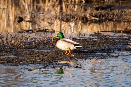 Mallard Duck Saskatchewan in a pond Springtime