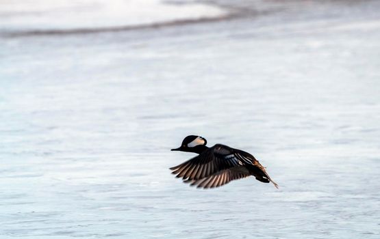 Hooded Merganser Ducks in Northern Saskatchewan Canada