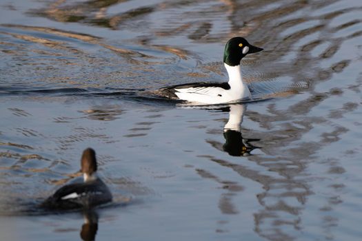 Goldeneye Ducks Saskatchewan Northern Boreal Fprest Pond