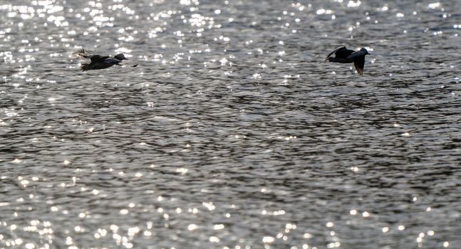 Hooded Merganser Ducks in Northern Saskatchewan Canada
