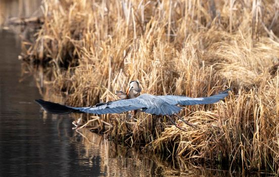 Great Blue Heron with Fish in mouth Pike