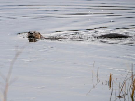 Close Up River Otter Northern Saskatchewan Canada