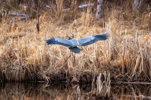 Great Blue Heron with Fish in mouth Pike