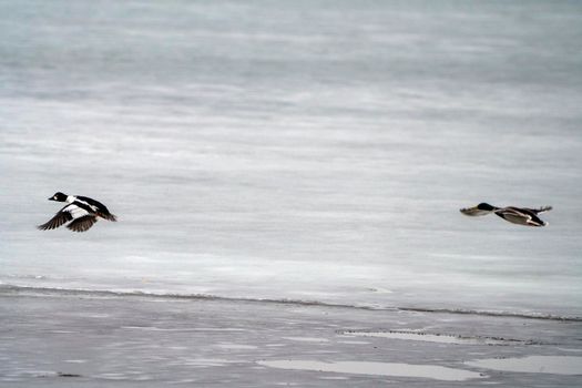Hooded Merganser Ducks in Northern Saskatchewan Canada