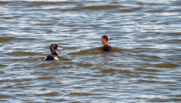 Goldeneye Ducks Saskatchewan Northern Boreal Fprest Pond