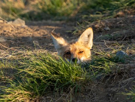 Fox Peeking from Den Moose Jaw Saskatchewan