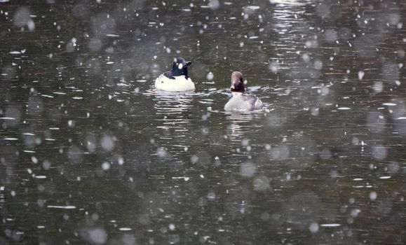 Goldeneye Ducks Saskatchewan Northern Boreal Fprest Pond