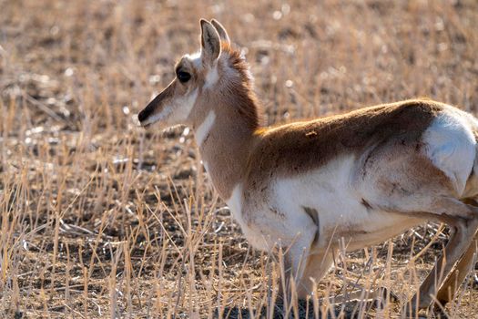 Pronghorn Antelope Saskatchewan in Springtime Farmers field