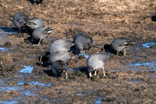Waterhen Coot Saskatchewan in pond feeding Canada