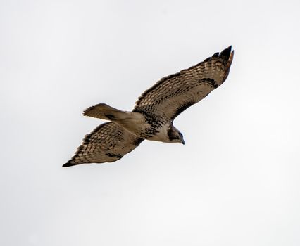 Hawk in Saskatchewan Canada in flight Canada