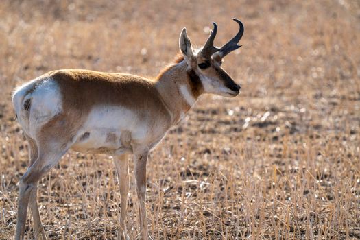 Pronghorn Antelope Saskatchewan in Springtime Farmers field