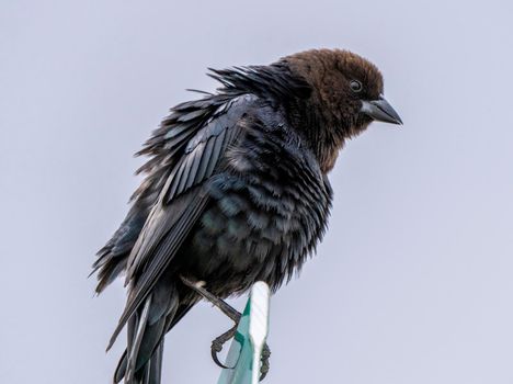 Cowbird in Saskatchewan Canada Springtime migration Wildlife