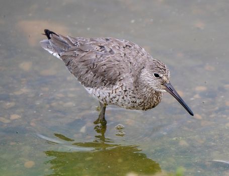 Godwit Saskatchewan Canada shorebird migration feeding pond