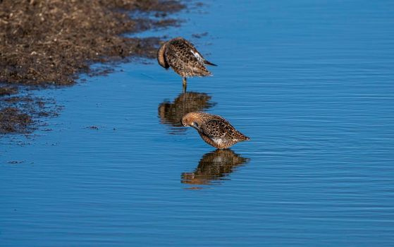 Godwit Saskatchewan Canada shorebird migration feeding pond