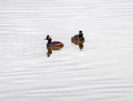 Eared Grebe Canada in a Sasktchewan Pond Springtime