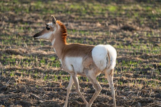 Pronghorn Antelope Saskatchewan in Springtime Farmers field