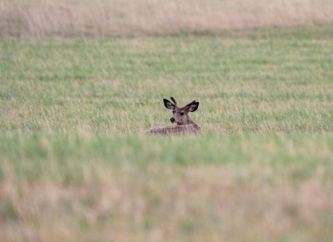 Deer in Field Saskatchewan Canada Summer Scene 
