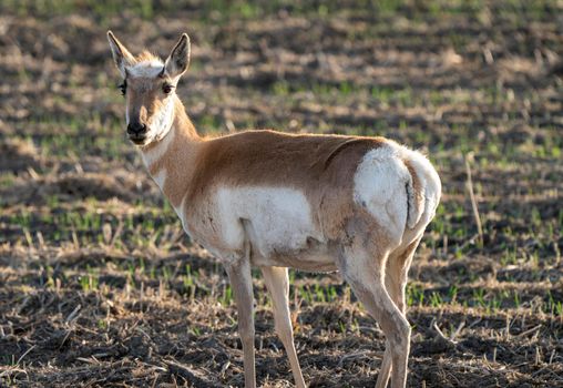 Pronghorn Antelope Saskatchewan in Springtime Farmers field