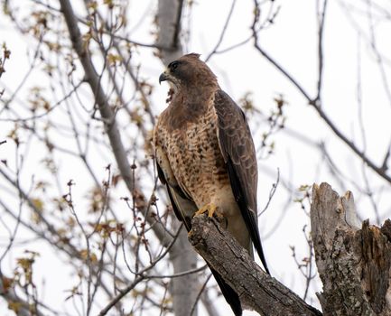 Hawk in Saskatchewan Canada in tree Canada
