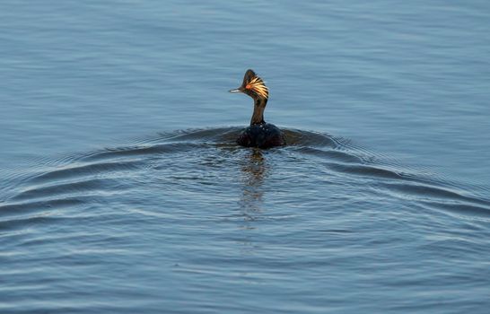 Eared Grebe Canada in a Sasktchewan Pond Springtime