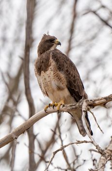 Hawk in Saskatchewan Canada in tree Canada