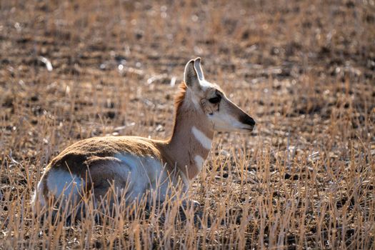 Pronghorn Antelope Saskatchewan in Springtime Farmers field