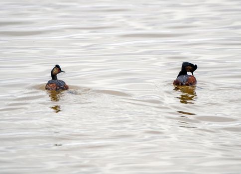 Eared Grebe Canada in a Sasktchewan Pond Springtime