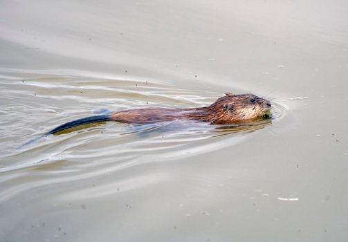 Muskrat in Pond in Saskatchewan Canada Springtime