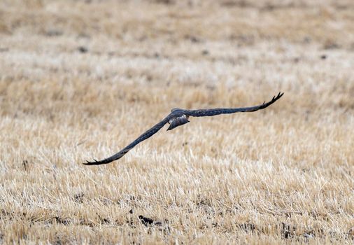 Hawk in Saskatchewan Canada in flight Canada