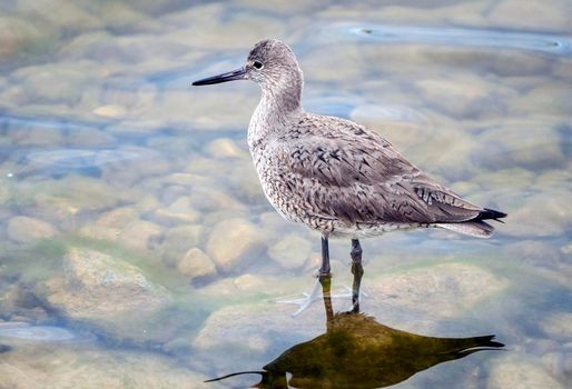 Godwit Saskatchewan Canada shorebird migration feeding pond
