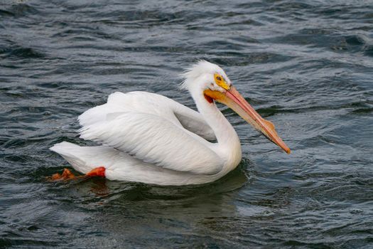 American Pelican Saskatchewan Swimming in Rural Prairie