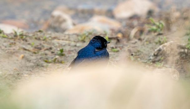 Purple Martin Perched  near a field Saskatchewan