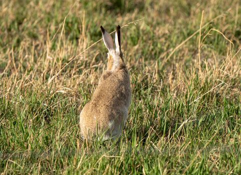 Rabbitt in Field in Saskatchewan Prairie spring