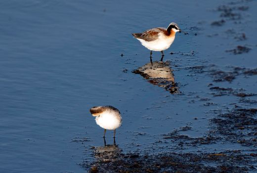 Wilson's Phalarope Saskatchewan in a pond springtime Canada