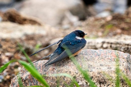 Purple Martin Perched  near a field Saskatchewan