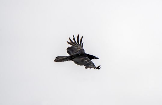 Crow Raven in Flight spring Saskatchewan Canada