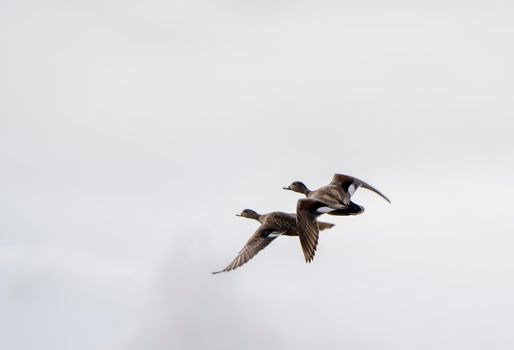 Canada Goose in Flight Migration Saskatchewan Canada
