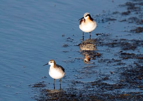 Wilson's Phalarope Saskatchewan in a pond springtime Canada