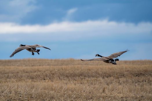 Canada Goose in Flight Migration Saskatchewan Canada