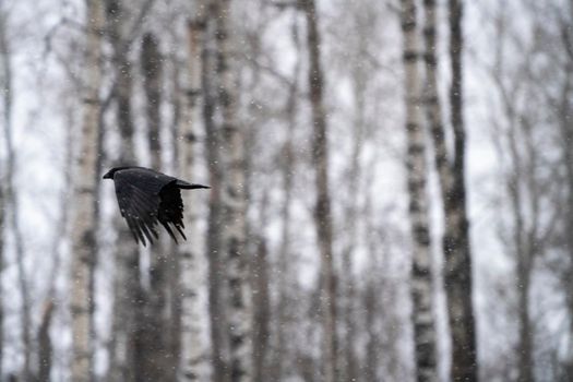 Blackbird Crow in flight in Saskatchewan Canada