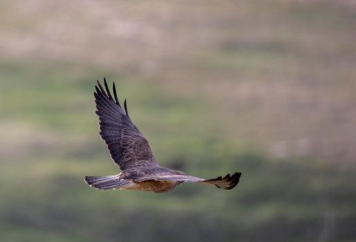 Hawk in Saskatchewan Canada in flight Canada