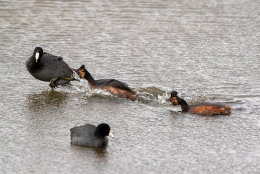 Eared Grebe Canada in a Sasktchewan Pond Springtime