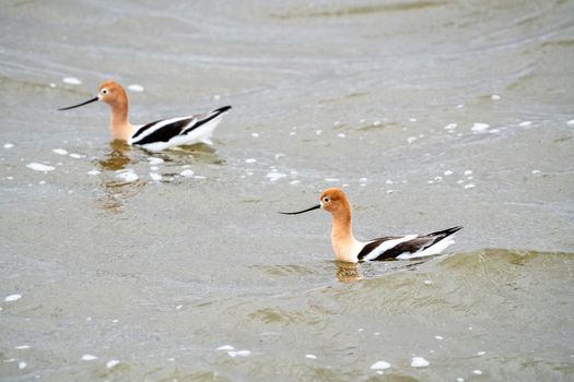 Avocet in Saskatchewan in Spring Pond Prairie